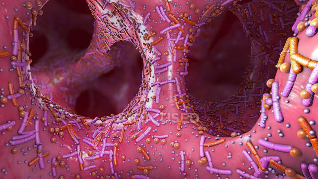 Микробиота пищеварительной системы человека, 3d иллюстрация. — стоковое фото