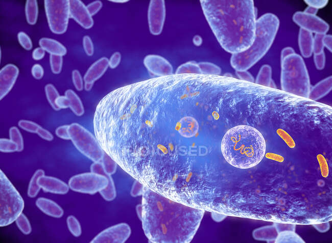 Batterio della pertosse (Bordetella pertussis), illustrazione. Questi bacilli Gram-negativi a forma di bacillo causano la pertosse, nota come pertosse, principalmente nei neonati. — Foto stock