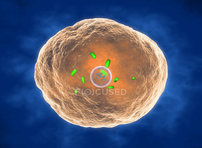 Bacterias Brucella, ilustración. Brucella es un bacilo aeróbico Gram negativo, no esporádico (bacterias en forma de roedor)) - foto de stock