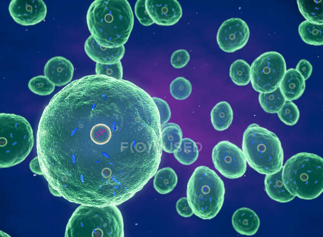 Bactéries Brucella, illustration. Brucella est un bacille aérobie Gram négatif, non sporulant (bactéries en forme de bâtonnet).) — Photo de stock