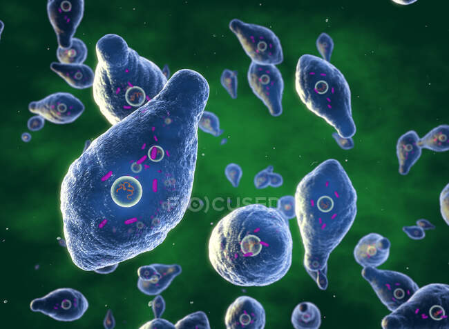 Бактерія ботулізму. Illustration of botulism bacteries (Clostridium botulinum) Ці бактерії утворюються в ґрунті природним шляхом. Вони виробляють ботуліновий токсин, сильний нейротоксин, який можна вживати в заражених, неправильно приготовлених продуктах харчування. — стокове фото