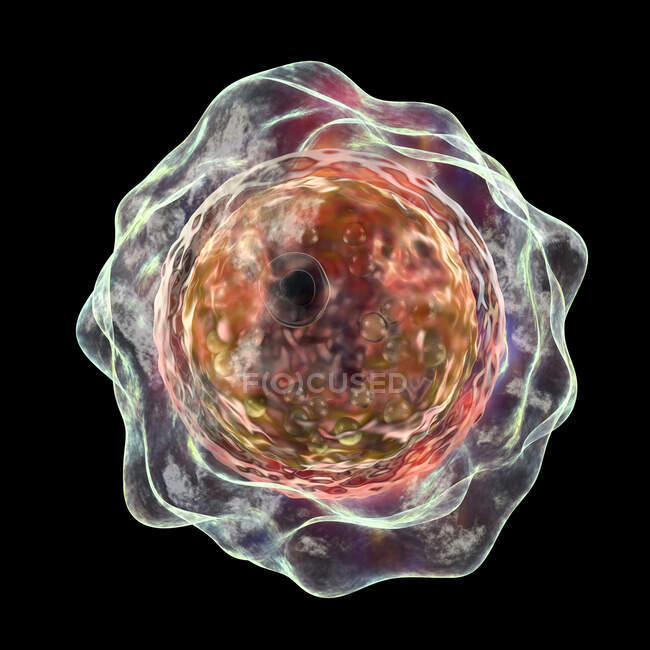 Balamuthia mandrillaris amoeba, ilustración por ordenador - foto de stock