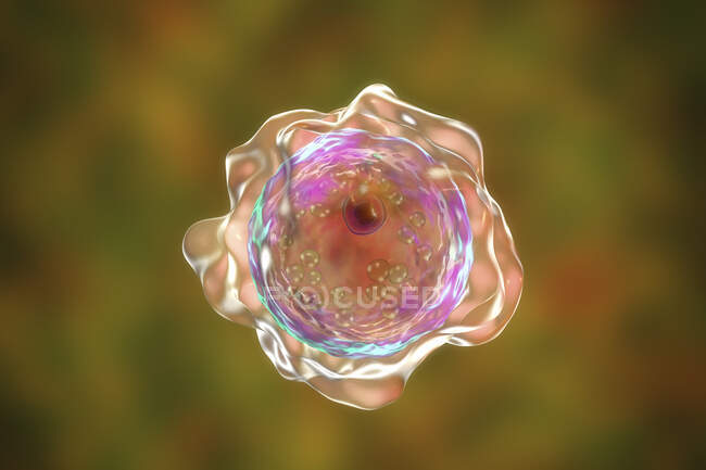 Balamuthia mandrillaris amoeba, ilustración por ordenador - foto de stock