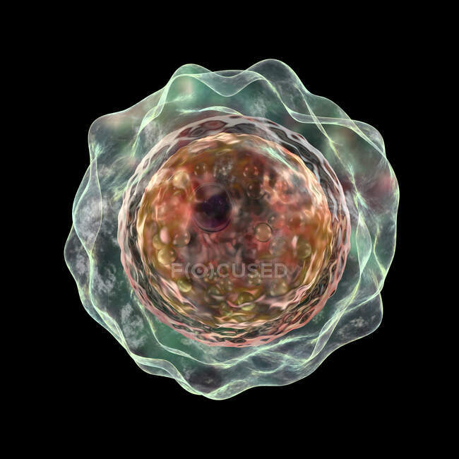 Balamuthia mandrillaris amoeba, компьютерная иллюстрация — стоковое фото