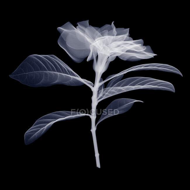 Gardenia, rayos X, exploración radiológica - foto de stock