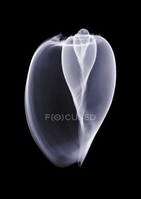 Coquille, rayons X, radiologie — Photo de stock