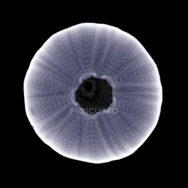 Shell, rayos X, escáner radiológico - foto de stock