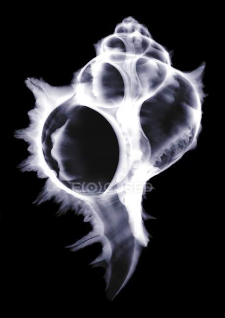 Coquille, rayons X, radiologie — Photo de stock
