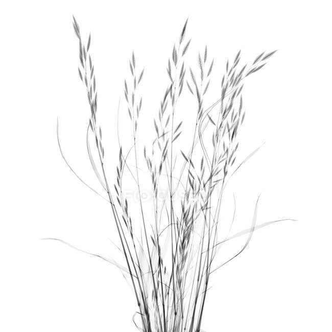 Grass, X-ray, radiology scan — Stock Photo