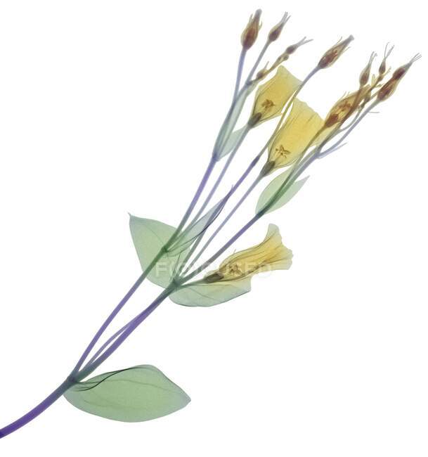 Branch with multiple yellow flowers and buds, coloured X-ray. — Stock Photo