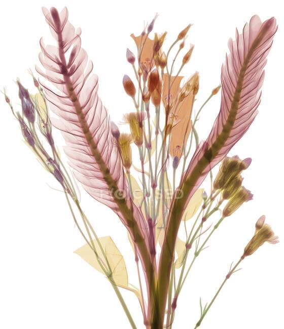 Lange Blätter und pastellfarbene Blütenknospen, farbiges Röntgenbild. — Stockfoto