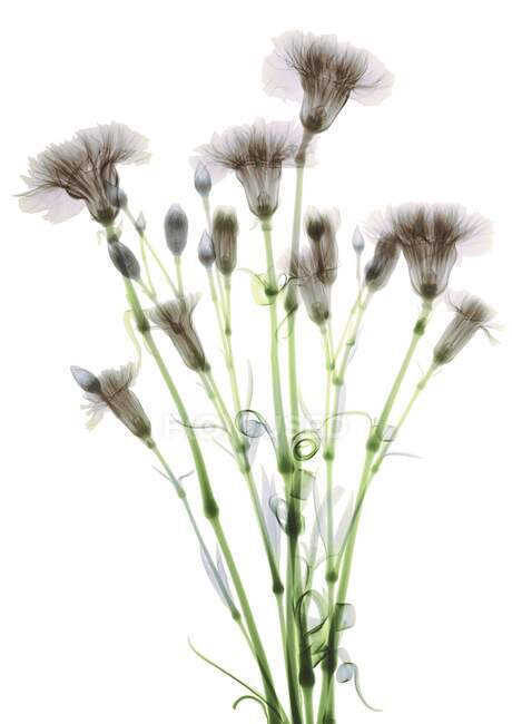 Bundle of flowers (Dianthus sp), coloured X-ray. — Stock Photo