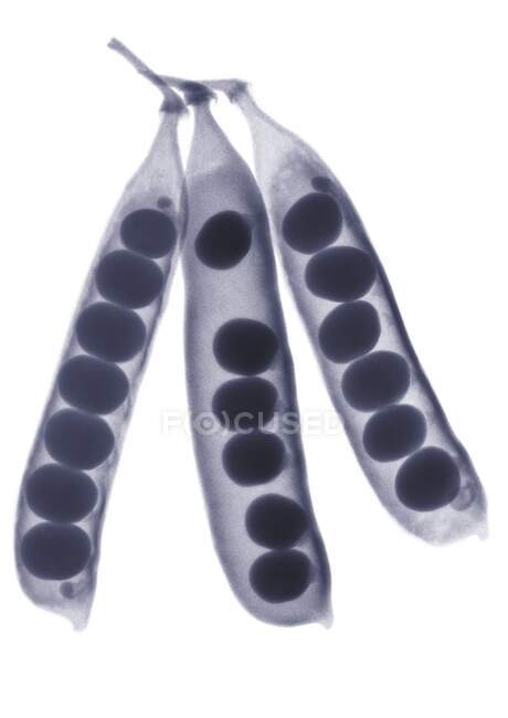 Peas in pods, X-ray. — Stock Photo