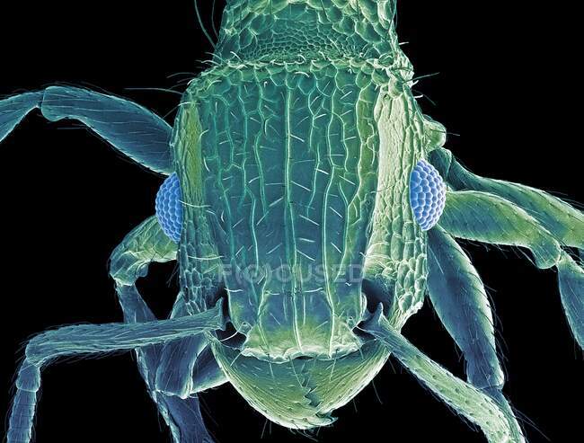 Testa di formica. Micrografo elettronico a scansione colorata (SEM) della testa di una formica (famiglia Formicidae). mostrando i suoi grandi occhi composti (blu) e mascelle. Ingrandimento: x50 quando stampato largo 10 centimetri. — Foto stock