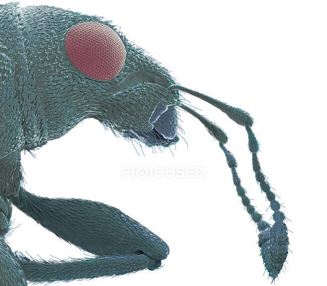 Weevil (Sitophilus sp. ), micrografo electrónico de barrido de color (SEM). Este gorgojo es una plaga agrícola importante. Ataca principalmente granos y frutas almacenados, alimentándose de ellos con su hocico a menudo alargado, o rostrum - foto de stock
