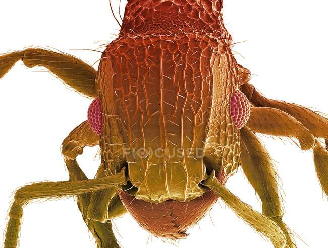 Муравьиная голова. Цветной сканирующий электронный микрограф головы муравья (семейство Formicidae). показывая его большие составные глаза (красный) и челюсти. Увеличение: x50 при печати шириной 10 сантиметров. — стоковое фото