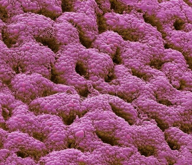 Doublure de l'estomac. Micrographie électronique à balayage coloré (MEB) de la muqueuse de l'estomac. La muqueuse gastrique sécrète les enzymes digestives et l'acide chlorhydrique — Photo de stock