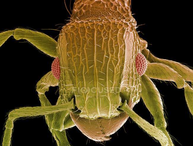 Муравьиная голова. Цветной сканирующий электронный микрограф головы муравья (семейство Formicidae). показывая его большие составные глаза (красный) и челюсти. Увеличение: x50 при печати шириной 10 сантиметров. — стоковое фото