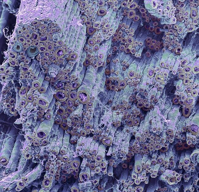 Nervo. Micrografo elettronico a scansione colorata (SEM) di una frattura da congelamento attraverso un nervo periferico. Le cellule di Schwann avvolgono la membrana cellulare attorno al nervo più volte. — Foto stock
