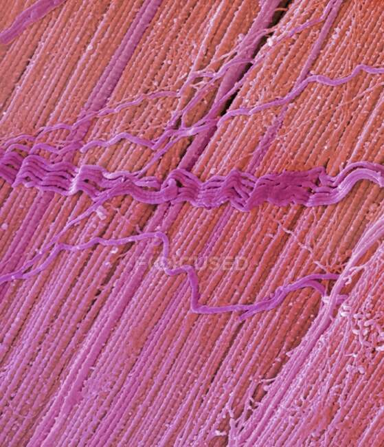 Tendon, coloured scanning electron micrograph (SEM), showing bundles of collagen fibres. The parallel alignment of the fibres make tendons inelastic but flexible. Tendons attach muscle to bone. Magnification: x5000 when printed at 10 centimetres wide — Stock Photo