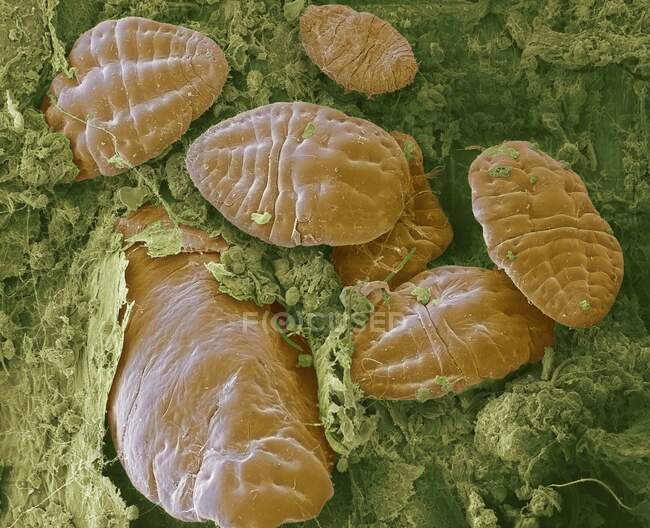 Масштаб насекомых. Цветной сканирующий электронный микрограф (СЭМ) насекомых масштаба (надсемейство Coccoidea) на листе. Этот вредитель питается соком растения. Он выделяет порошкообразное восковое покрытие, которое защищает его от пестицидов и хищников — стоковое фото