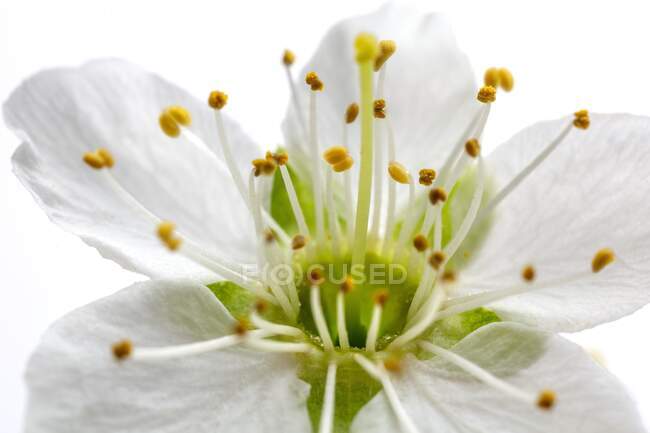 Peras (Pyrus sp.) flor. - foto de stock