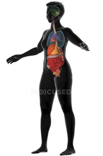 Ilustración por computadora que muestra un cuerpo femenino con los órganos internos. - foto de stock