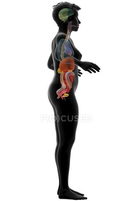 Ilustración por computadora que muestra un cuerpo femenino con los órganos internos del lado derecho. - foto de stock