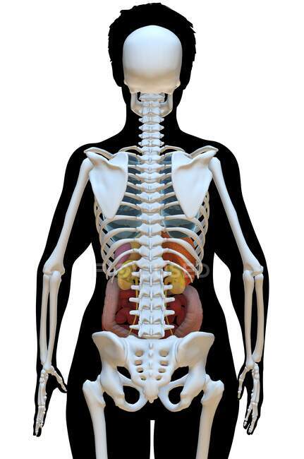 Ilustração do computador mostrando um torso feminino com os órgãos internos e esqueleto, visão traseira
. — Fotografia de Stock