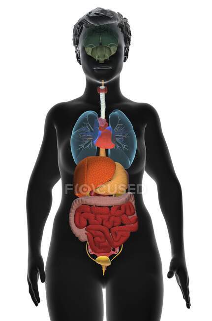 Ilustración de computadora que muestra un torso femenino con los órganos internos, vista frontal
. - foto de stock