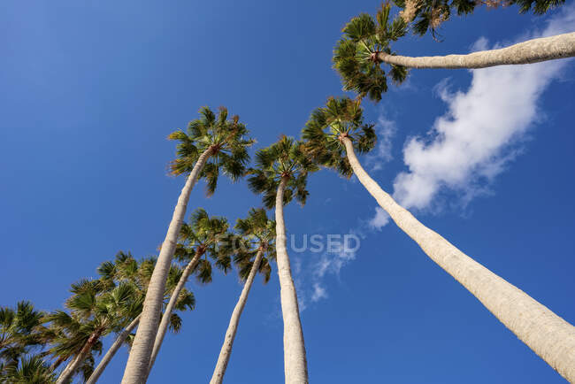 Вид на скупчення високих пальмових дерев на ясне блакитне небо в парку . — стокове фото