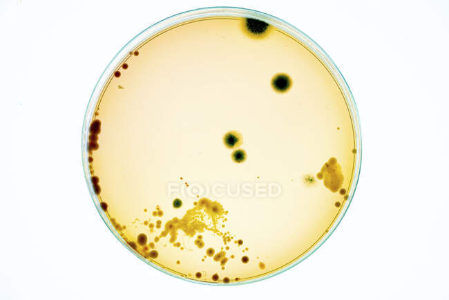 Colonies bactériennes sur gélose. — Photo de stock