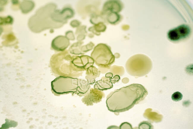 Bakterienkolonien auf Agar-Platte. — Stockfoto