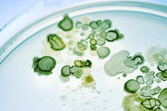 Colonias bacterianas en placa de agar. - foto de stock