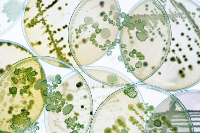 Бактериальные колонии на агарных пластинах — стоковое фото
