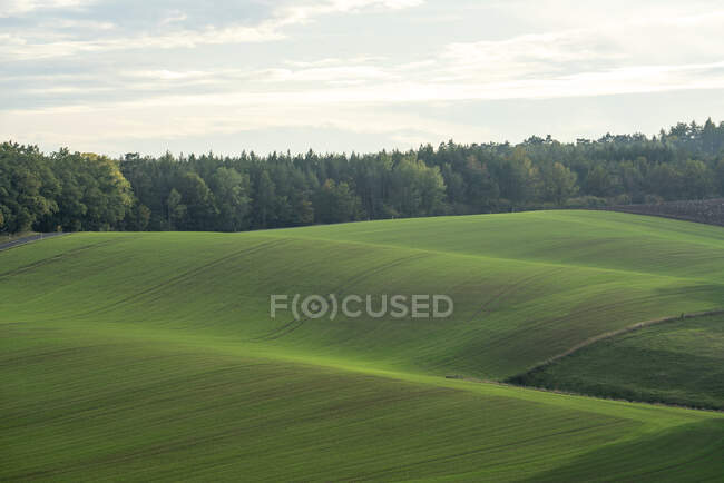 Пшеничне поле навесні . — стокове фото
