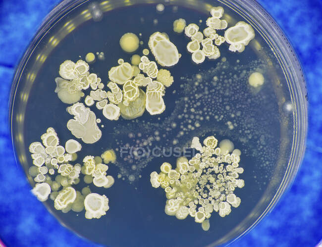 Fungal colonies on agar plate. — Stock Photo