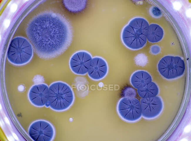 Fungal colonies on agar plate — Stock Photo