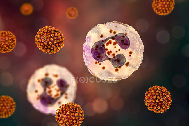 SARS-CoV-2 вирусы и активированные нейтрофилы, концептуальная компьютерная иллюстрация — стоковое фото