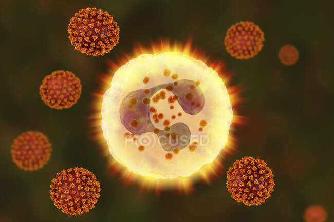 SARS-CoV-2 вирусы и активированный нейтрофил, концептуальная компьютерная иллюстрация — стоковое фото