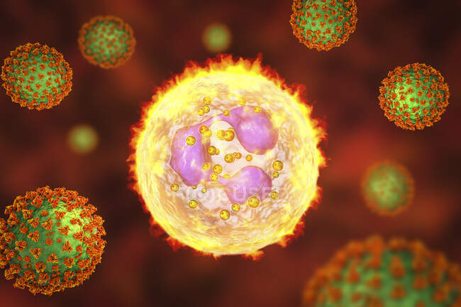 Virus SARS-CoV-2 y neutrófilos activados, ilustración conceptual por ordenador - foto de stock