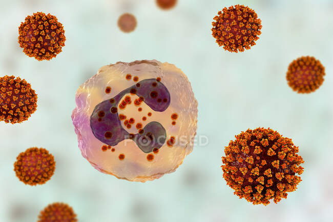 SARS-CoV-2 вирусы и активированный нейтрофил, концептуальная компьютерная иллюстрация — стоковое фото