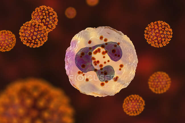 SARS-CoV-2 віруси та активований нейтрофіл, концептуальна комп'ютерна ілюстрація — стокове фото