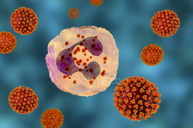Vírus SARS-CoV-2 e neutrófilos ativados, ilustração conceitual do computador — Fotografia de Stock