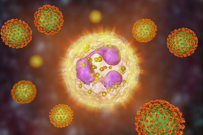 SARS-CoV-2-Viren und aktiviertes Neutrophil, konzeptionelle Computerillustration — Stockfoto