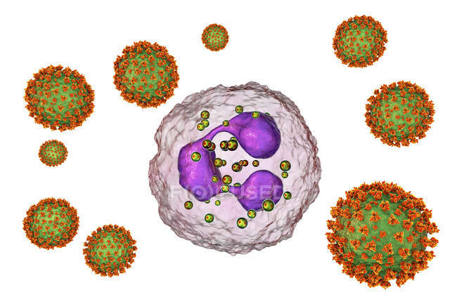 Virus SARS-CoV-2 y neutrófilos activados, ilustración conceptual por ordenador - foto de stock