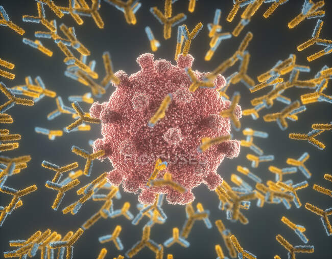 Ілюстрація антитіл (жовтого і синього) реагує на інфекцію новим коронавірусом SARS-CoV-2 (червоний).) — стокове фото