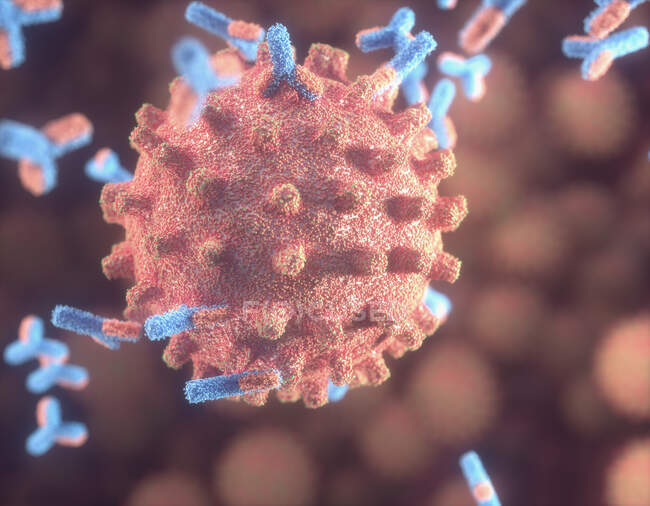 Ілюстрація антитіл (червоний і синій) реагує на інфекцію новим коронавірусом SARS-CoV-2 (червоний).) — стокове фото