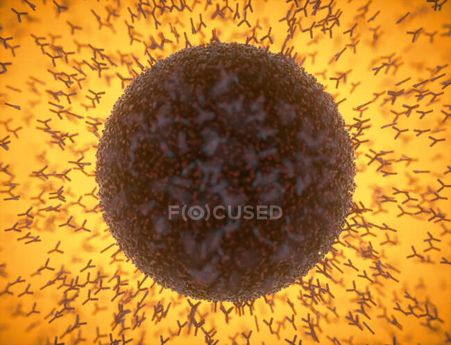 Illustration von Antikörpern (y-förmig), die auf eine Infektion mit dem neuen Coronavirus SARS-CoV-2 (Kugel) reagieren) — Stockfoto