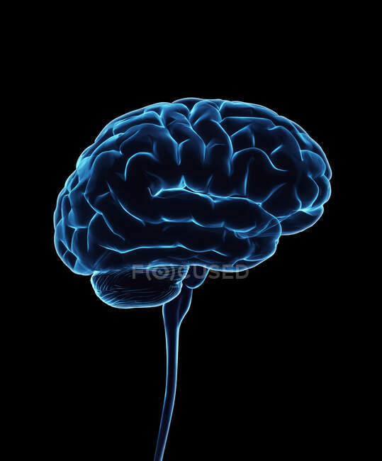 Cervello umano e midollo spinale, illustrazione del computer — Foto stock